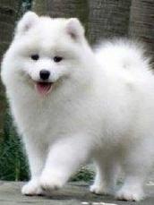 银狐犬的体重是多少,银狐犬一天喂多少粮