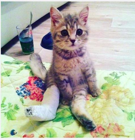 可以舔猫咪的神器,舌头仿真器