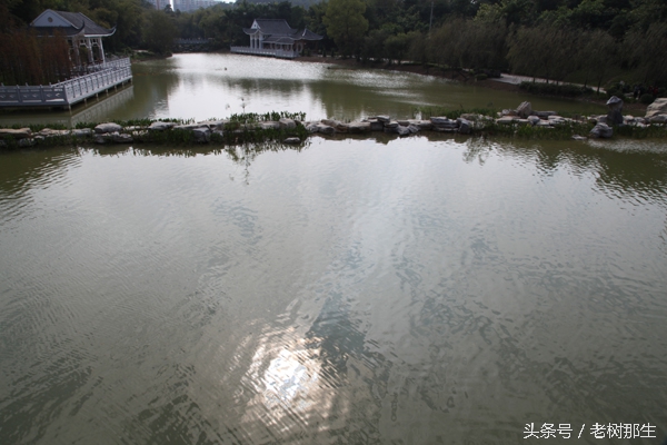 广西南宁狮山公园图,南宁狮山公园景观改造