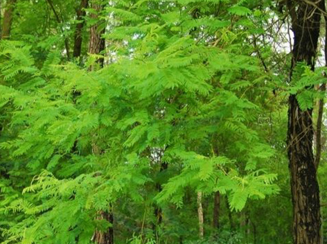 一招治愈口腔溃疡,一个小偏方治愈口腔溃疡