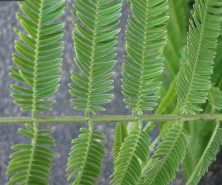 一招治愈口腔溃疡,一个小偏方治愈口腔溃疡