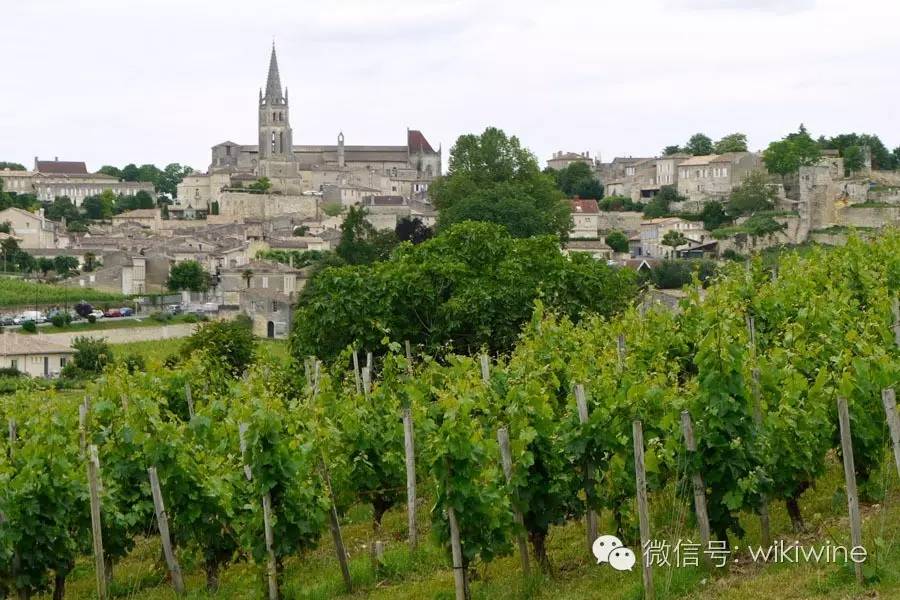 新手葡萄酒知识培训,新手入门喝什么葡萄酒