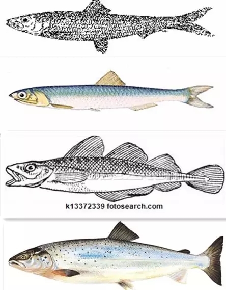 挑选鱼油:你必须知道的一些事情
