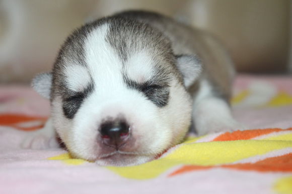 小眼睛的小奶哈，萌翻了，期待长大变大眼帅哥哦。