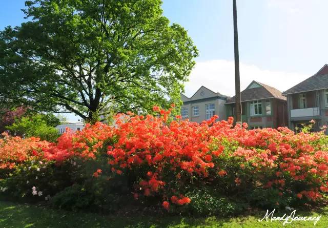 新西兰丨Dunedin但尼丁：骄傲的花园城市