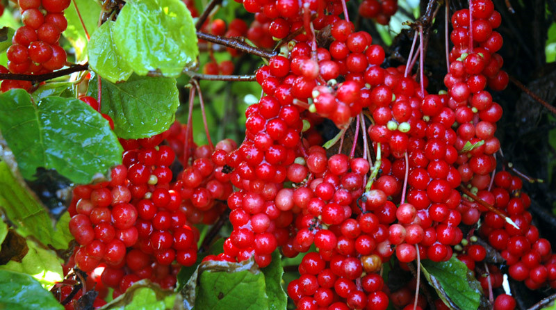 1味中药包含酸苦甘辛咸，治久咳气喘、遗精遗尿