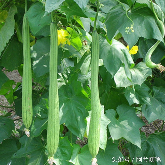 农村人最爱种植的20种“瓜”,你认识几个?|阿兮随笔