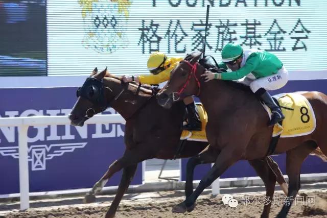 凭身份证免费观赛！周日35匹纯血赛马和外国骑师要与鄂尔多斯观