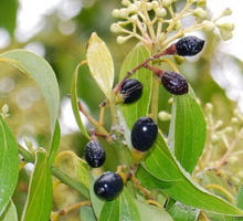 虞娇人凝胶，女性妇科疾病的克星？