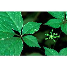 虞娇人凝胶，女性妇科疾病的克星？