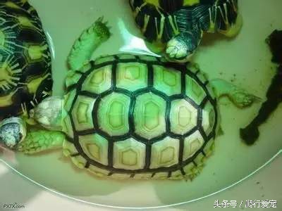 苏卡达陆龟日常,成年苏卡达陆龟一天吃多少东西