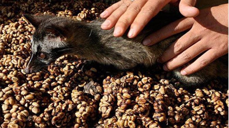 猫屎咖啡背后你所不知道的真相,为什么猫屎咖啡不是一般人能喝的