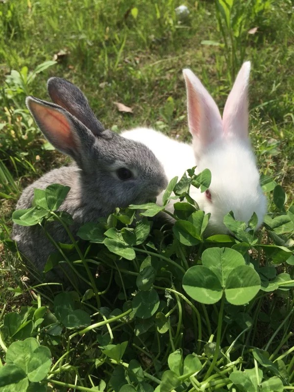 在家养兔子怎么自己做笼子,想养兔子要怎么做