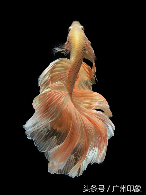 这条鱼让iPhone6s更显灵动,但你知道这是什么鱼吗