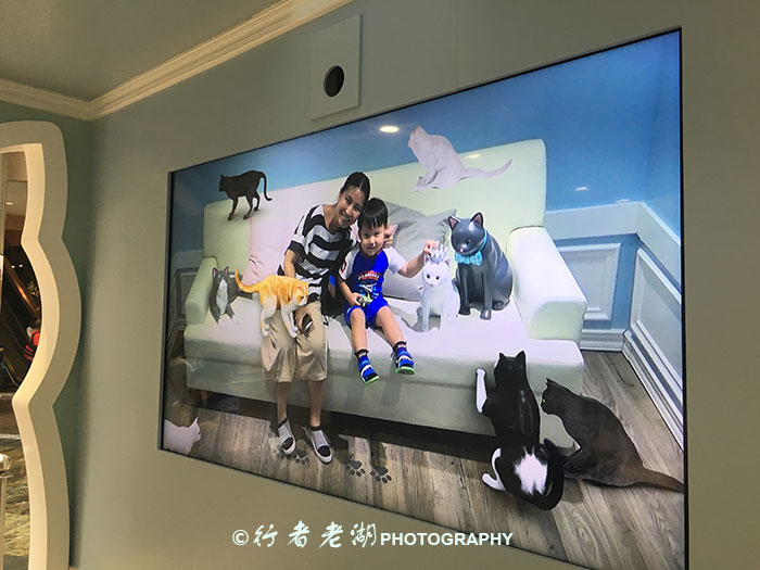 猫大咪可爱视频,小猫咪呆萌视频