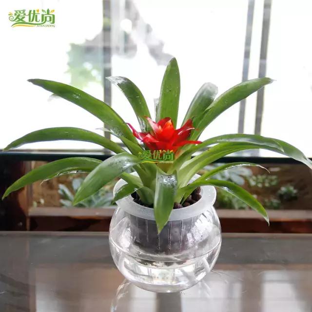 超实用水培植物怎么养,最适合懒人养的4种水培植物