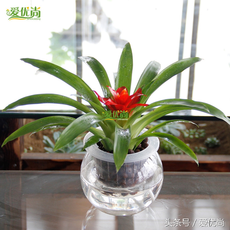 超实用水培植物怎么养,最适合懒人养的4种水培植物