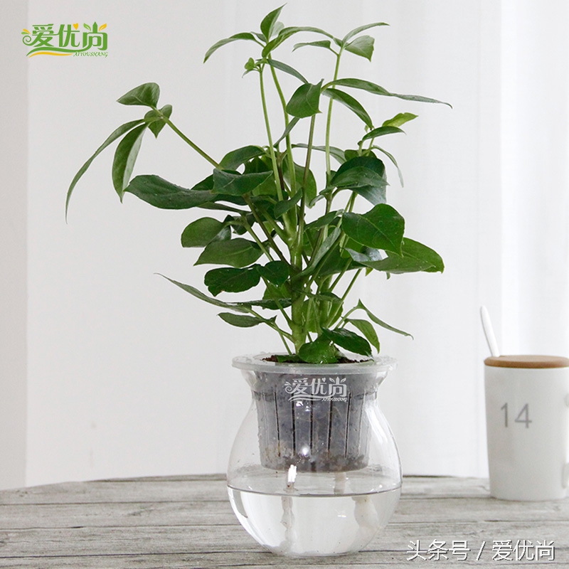 超实用水培植物怎么养,最适合懒人养的4种水培植物