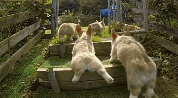 腿短是一种怎样的体验,纯柯基腿是什么标准的