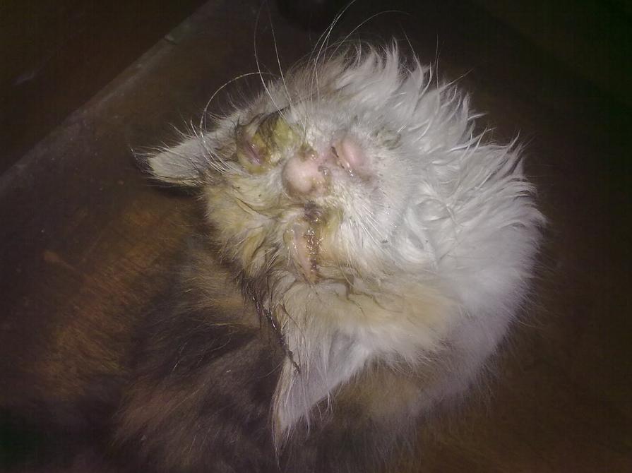 捡到一只濒临死亡的小猫怎么办,晚上回家居然捡到一只猫