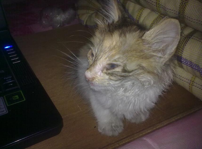 捡到一只濒临死亡的小猫怎么办,晚上回家居然捡到一只猫