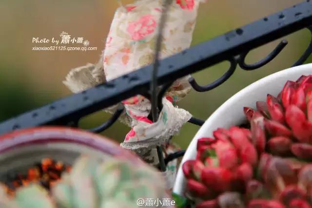 多肉花架遮雨布怎么做,伸缩多肉花架带轮子可以遮雨