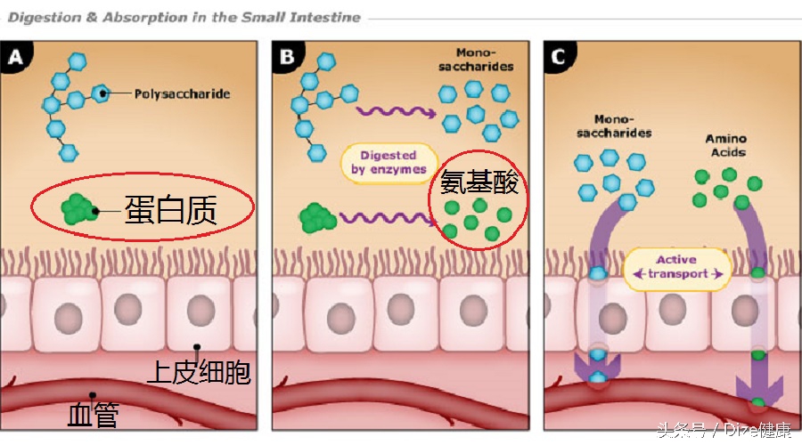 吃哪种维生素可以补充胶原蛋白,补充胶原蛋白吃哪种维生素