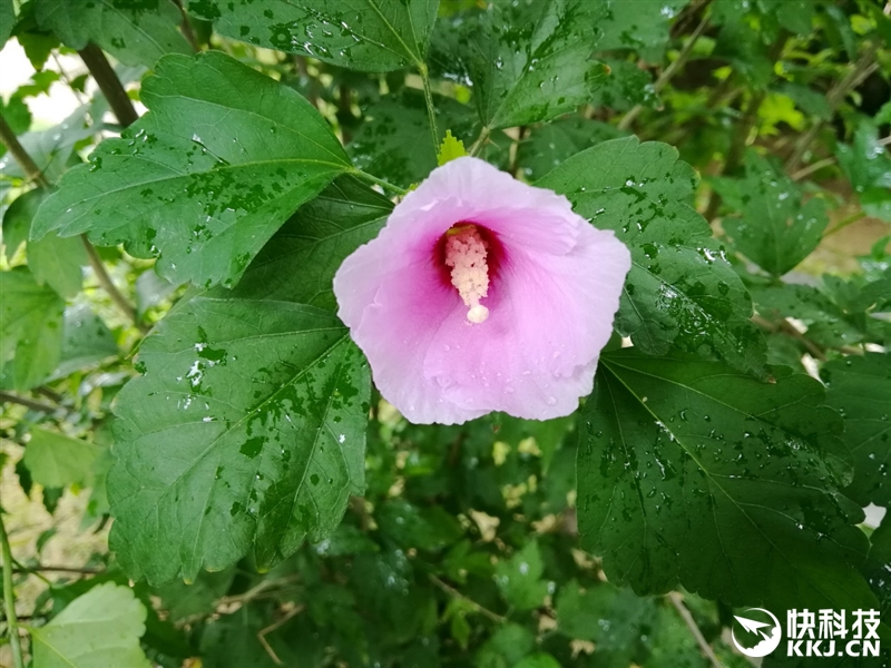 荣耀note8支持256g吗,荣耀6.5英寸高端机