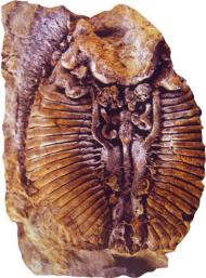 中国地质博物馆百年，这30件藏品亮瞎你的双眼