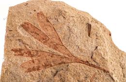 中国地质博物馆百年，这30件藏品亮瞎你的双眼