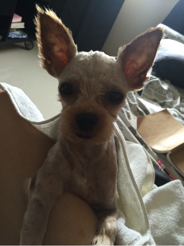 检查显示我有弓形虫抗体,结果家人还是想让我把动物送走...