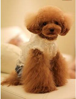 泰迪饲养注意事项,夏天泰迪狗狗生产注意事项