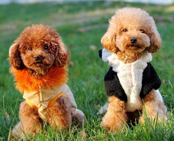 泰迪饲养注意事项,夏天泰迪狗狗生产注意事项