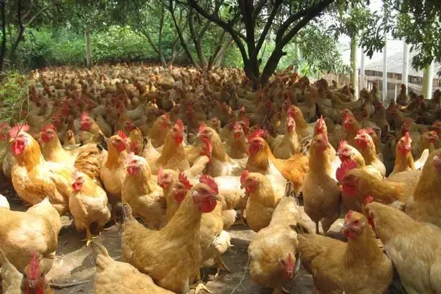 凭什么他的鸡这么受欢迎？给小编来一打！