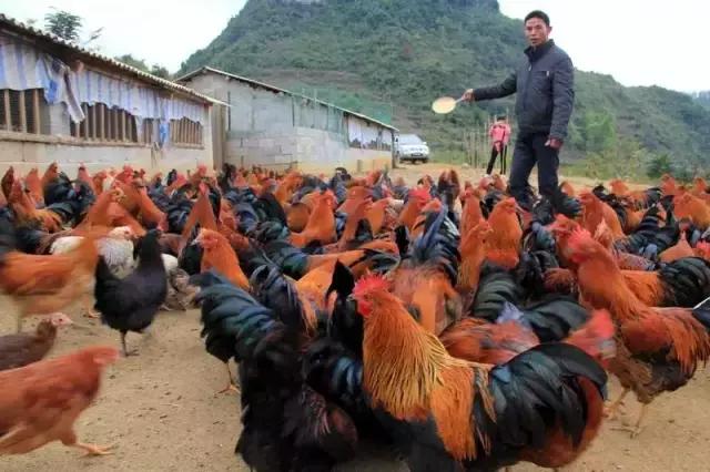 凭什么他的鸡这么受欢迎？给小编来一打！