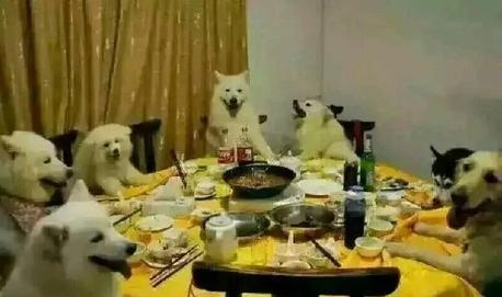 按住喵星人的这个位置，它就不会动了！你知道吗？！