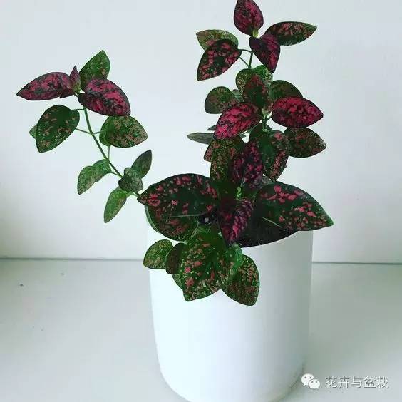 叶子斑斓的植物有哪些,叶子紫色有斑点植物