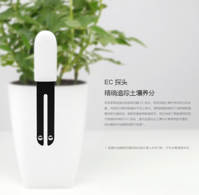 会发光的蘑菇叫荧光啥,荧光小蘑菇特点