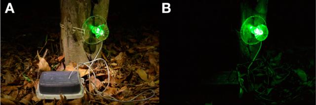 会发光的蘑菇叫荧光啥,荧光小蘑菇特点