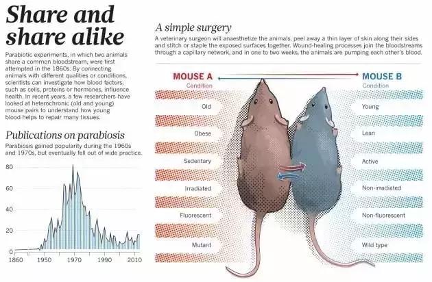 年轻活力的小鲜肉,年轻的小鲜肉