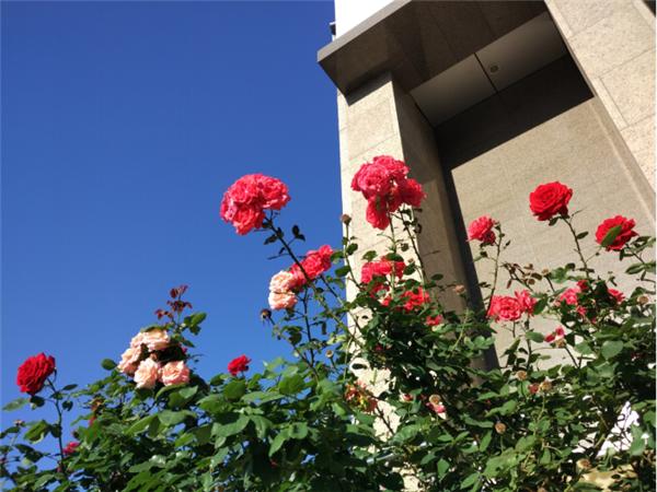 千元机搭载旗舰芯片,imx317和imx258手机镜头