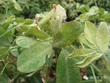 花生红蜘蛛病的治疗方法,春花生红蜘蛛最佳治疗方法