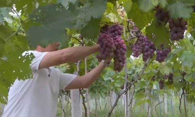 闽北葡萄又一村，教您如何挑选葡萄王