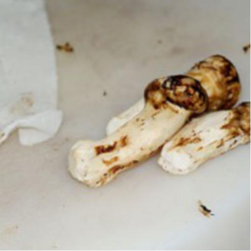 昆明野生松茸菌价格多少,关于晒干的野生松茸菌多少钱一斤