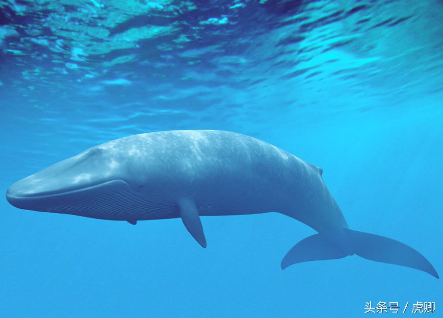 体长35米重达200吨却以10克重的猎物为食,吃饱饭可真难！