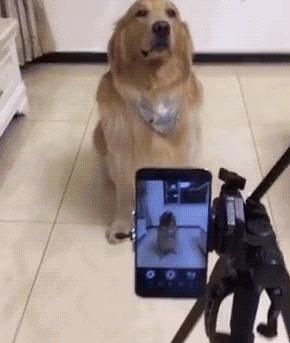 图文笑话：那么重还要我拉你，我辞职不干了