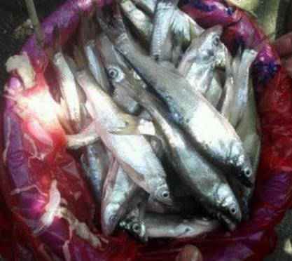 鱼吓坏宝宝,吓宝宝的鱼