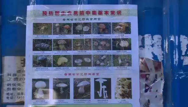 食用野生菌科普知识,菌类常识