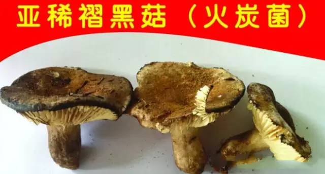 食用野生菌科普知识,菌类常识