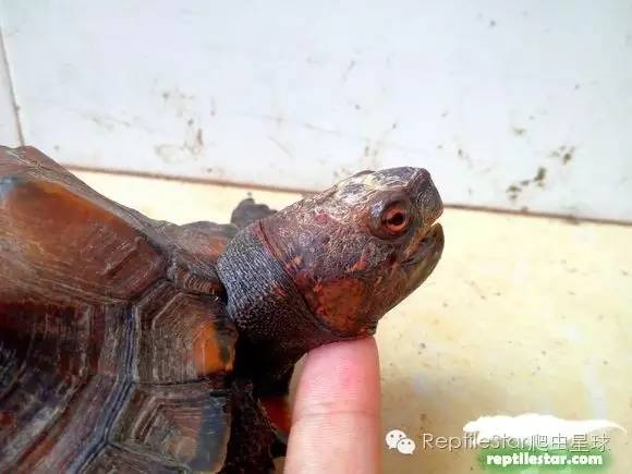 怎么调理下山龟,下山龟调理肠胃配方